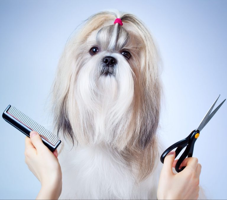 Mancsvarázs ShihTzu