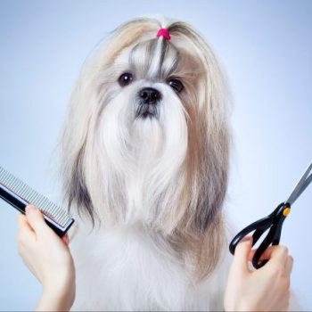 Mancsvarázs ShihTzu